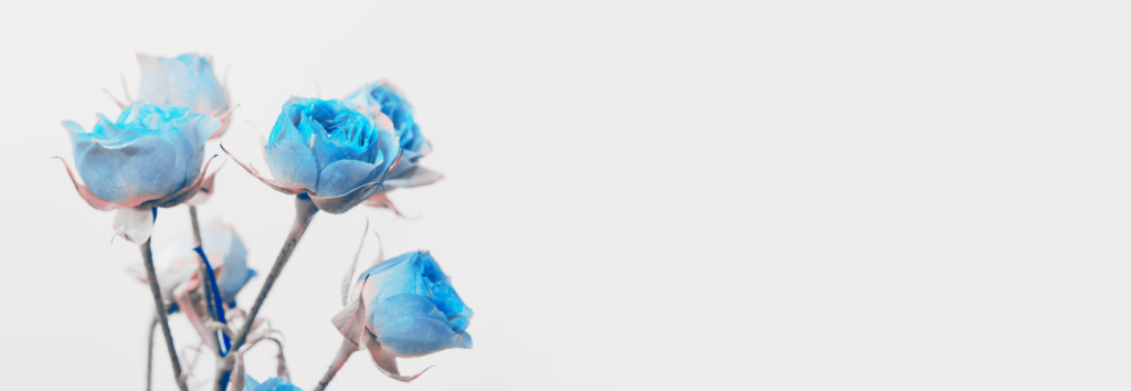 "Beautiful turquoise-colored roses on a pale grey background, symbolizing tranquility, emotional balance, and personal transformation."